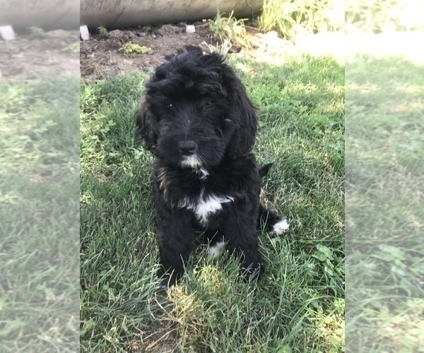 Medium Photo #11 Bernedoodle Puppy For Sale in BOWLING GREEN, KY, USA