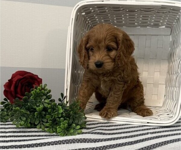 Medium Photo #4 Cavapoo Puppy For Sale in STANLEY, WI, USA