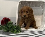Small #3 Cavapoo
