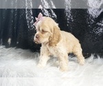 Small Photo #27 Cocker Spaniel Puppy For Sale in WARSAW, IN, USA
