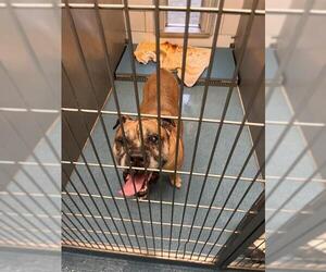 Bullmastiff Dogs for adoption in Pearland, TX, USA
