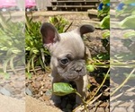 Small Photo #26 French Bulldog Puppy For Sale in HOPKINSVILLE, KY, USA