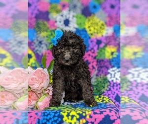 Goldendoodle Puppy for sale in CHRISTIANA, PA, USA