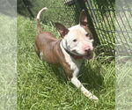 Small #3 American Pit Bull Terrier Mix
