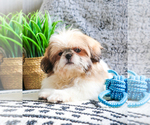 Small Photo #21 Shih Tzu Puppy For Sale in SYRACUSE, IN, USA