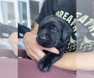 Medium Labrador Retriever