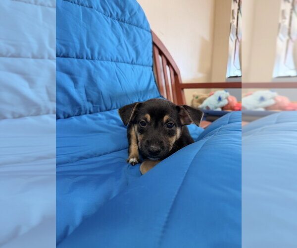 Medium Photo #1 Labrador Retriever-Unknown Mix Puppy For Sale in Mundelein, IL, USA