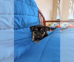 Tac - Female Labrador Retriever-Unknown Mix Dog for Adoption - Small photo