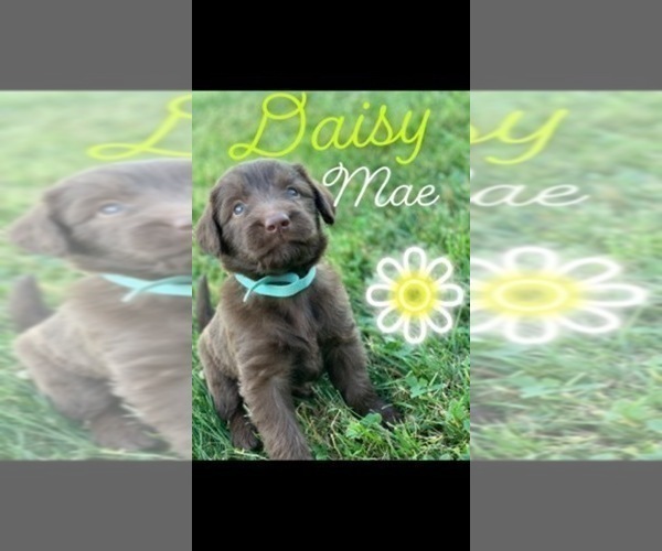 Medium Photo #2 Labradoodle Puppy For Sale in BRAZIL, IN, USA