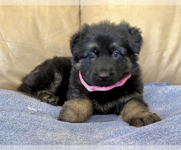 Medium Photo #33 German Shepherd Dog Puppy For Sale in BRIGHTON, CO, USA