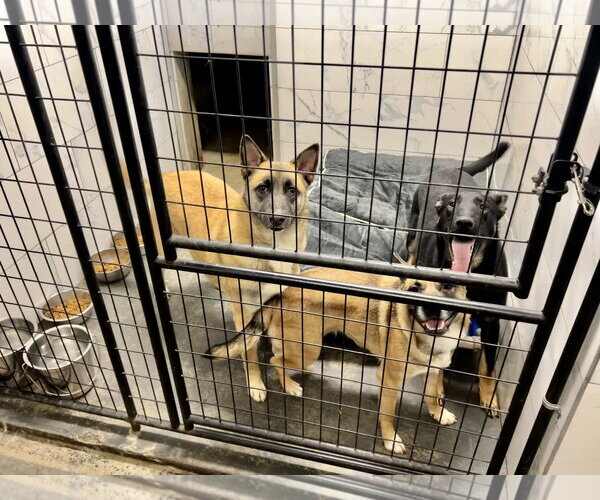 Medium Photo #50 German Shepherd Dog-Unknown Mix Puppy For Sale in Sebec, ME, USA