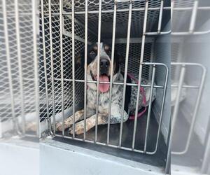 Collie Dogs for adoption in Bakersfield, CA, USA