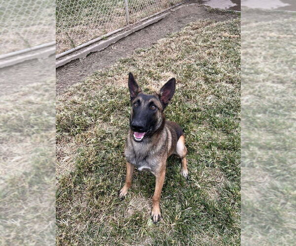 Medium Photo #2 Mutt Puppy For Sale in Imlay City, MI, USA