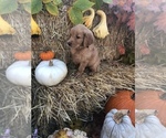 Small Photo #9 Golden Retriever Puppy For Sale in LODI, NY, USA