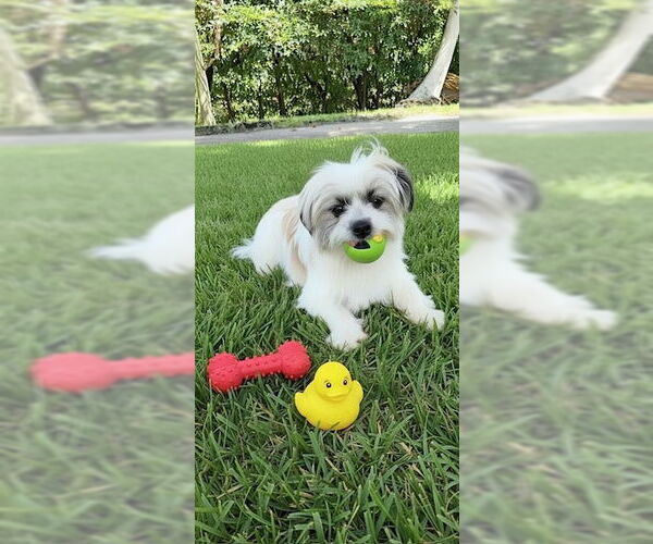 Medium Photo #2 Shih Tzu Puppy For Sale in Weston, FL, USA