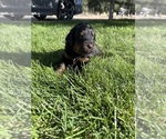 Small Photo #28 Bernedoodle (Miniature) Puppy For Sale in HELPER, UT, USA