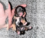 Image preview for Ad Listing. Nickname: Shihpoo