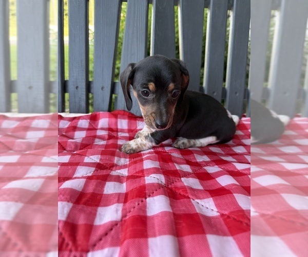 Medium Photo #4 Dachshund Puppy For Sale in WILLARD, OH, USA