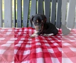 Small #3 Dachshund