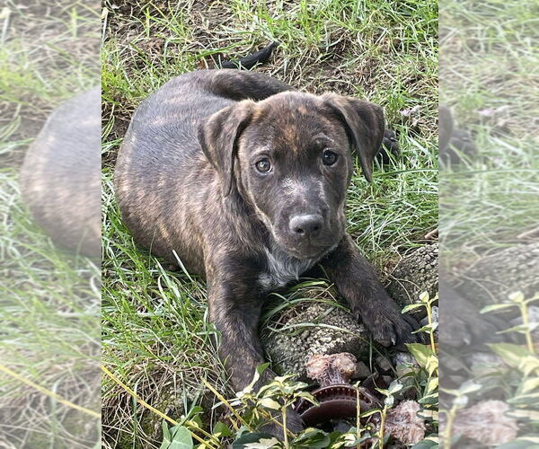 Medium Photo #9 American Pit Bull Terrier-American Staffordshire Terrier Mix Puppy For Sale in Wenonah, NJ, USA