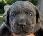 Puppy 6 Labrador Retriever