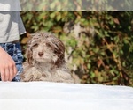 Small #22 ShihPoo