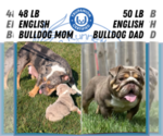 Small #11 English Bulldog