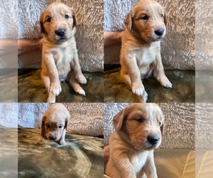 Golden Retriever Dog for Adoption in PORTLAND, Tennessee USA