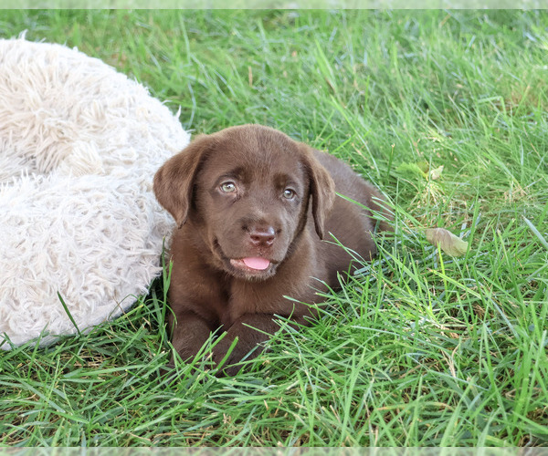 Medium Photo #5 Labrador Retriever Puppy For Sale in SYRACUSE, IN, USA