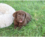 Small #4 Labrador Retriever