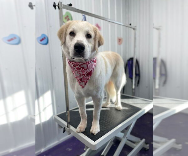 Medium Photo #11 Great Pyrenees Puppy For Sale in Richmond, IN, USA
