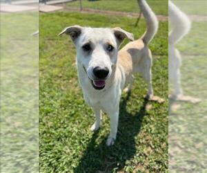 Siberian Husky-Unknown Mix Dogs for adoption in Conroe, TX, USA