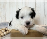 Puppy 1 Mal-Shi-Poodle (Toy) Mix