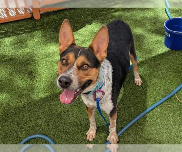 Medium Photo #2 Mutt Puppy For Sale in Las Vegas, NV, USA