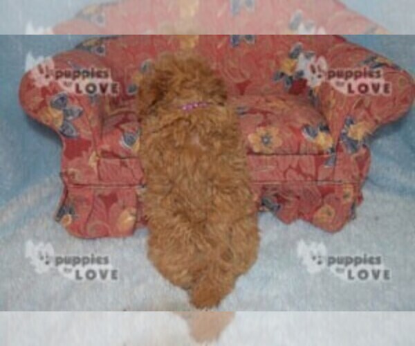 Full screen Photo #3 Poodle (Toy) Puppy For Sale in SANGER, TX, USA