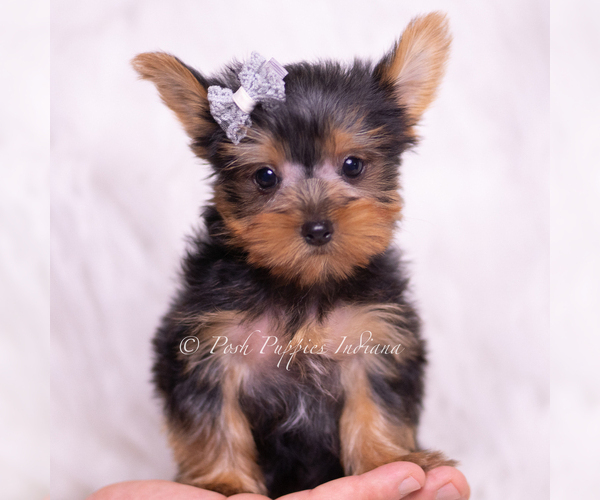 Medium Photo #3 Yorkshire Terrier Puppy For Sale in WARSAW, IN, USA