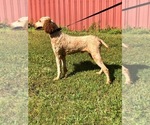 Small Photo #1 Aussiedoodle Puppy For Sale in UPTON, KY, USA