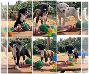 Boxer Puppy for sale in SPRINGFIELD, OR, USA