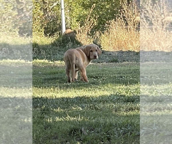 Medium Photo #4 Labrador Retriever Puppy For Sale in BROWNS VALLEY, CA, USA