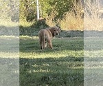 Small #3 Labrador Retriever