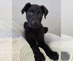 Small Photo #3 Labrador Retriever-Unknown Mix Puppy For Sale in Lakewood, CO, USA