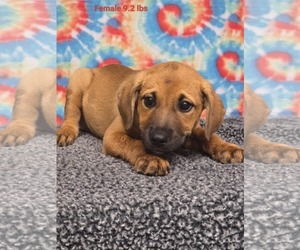 Labrador Retriever-Unknown Mix Dogs for adoption in Royal Palm Beach, FL, USA