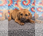 Small Labrador Retriever Mix
