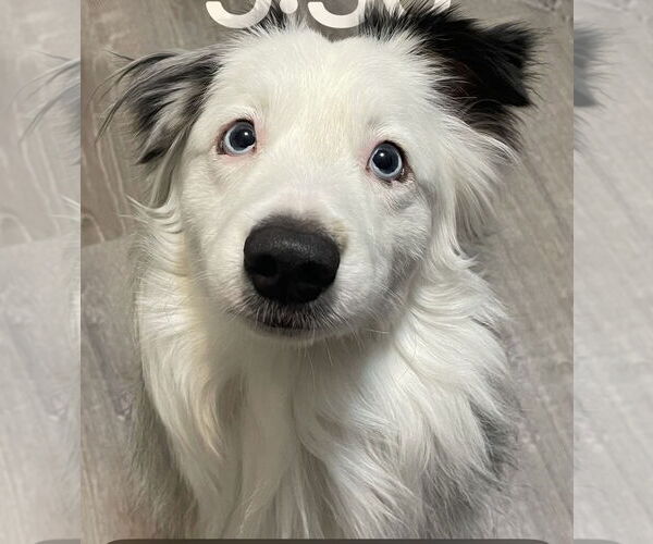 Medium Photo #1 Australian Shepherd Puppy For Sale in Staten Island, NY, USA