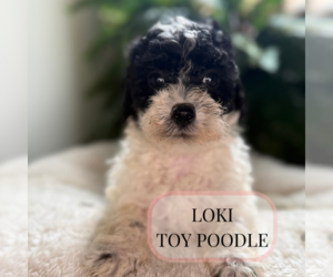 Poodle (Toy) Puppy for sale in ELMHURST, IL, USA