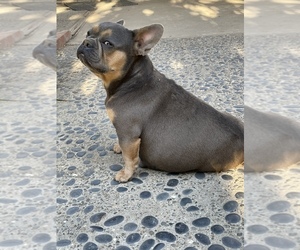 French Bulldog Puppy for sale in MODESTO, CA, USA