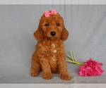 Small Photo #1 Goldendoodle Puppy For Sale in MILLERSBURG, OH, USA