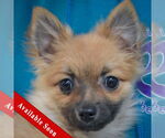 Small Pomeranian Mix