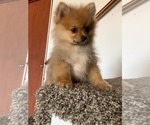 Small Photo #9 Pomeranian Puppy For Sale in DOWNING, MO, USA