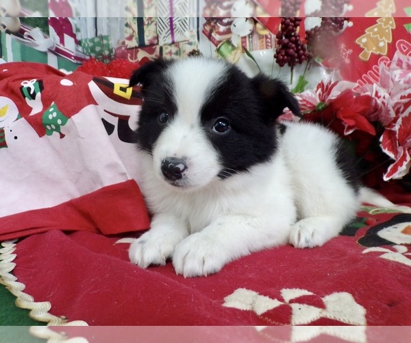Medium Photo #1 Border Collie-Pomeranian Mix Puppy For Sale in HAMMOND, IN, USA